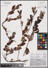 Foto von Salix aurita L.